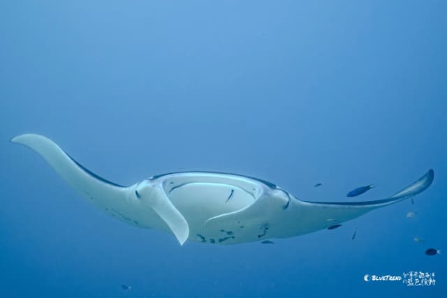 Palau 6-Day 5-Night Dive Trip Self-Guided Package