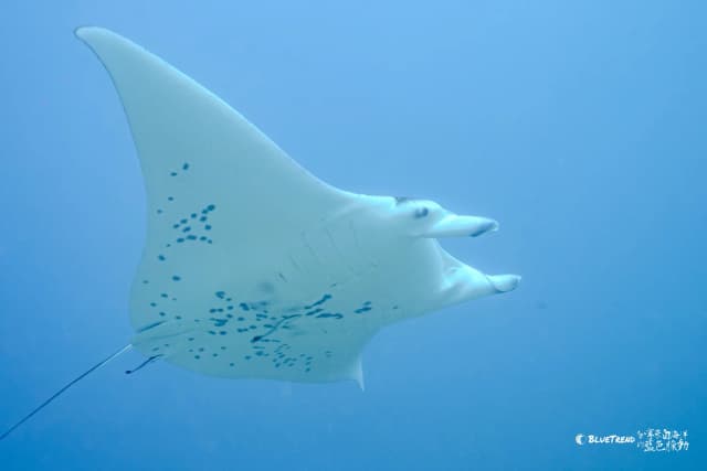 Palau 6-Day 5-Night Dive Trip Self-Guided Package