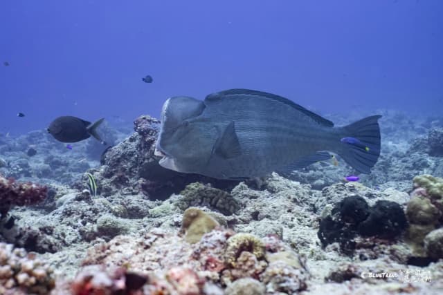 Palau 6-Day 5-Night Dive Trip Self-Guided Package