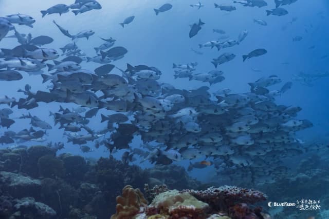 Palau 6-Day 5-Night Dive Trip Self-Guided Package
