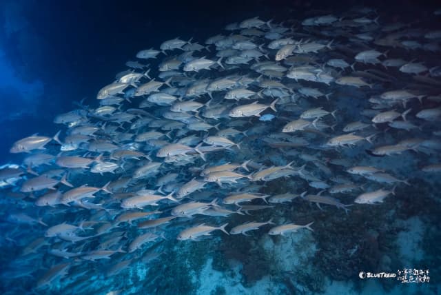 Palau 6-Day 5-Night Dive Trip (Independent)