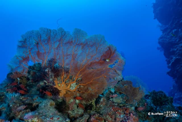 Palau 6-Day 5-Night Dive Trip (Independent)