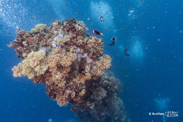 Palau 6-Day 5-Night Dive Trip Self-Guided Package