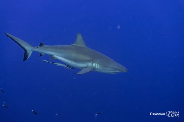 Palau 6-Day 5-Night Dive Trip Self-Guided Package