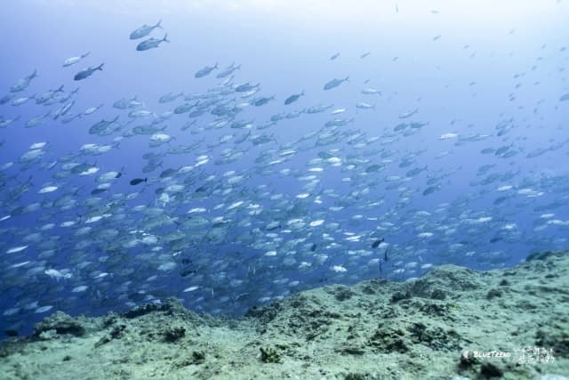 Palau 6-Day 5-Night Dive Getaway (Independent Travel)