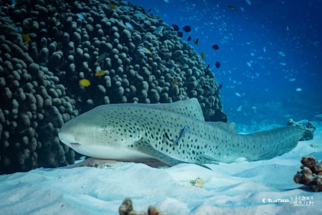 2026.12.24-29 Similan Christmas Charter Liveaboard