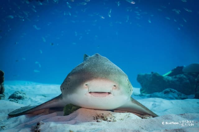 2026.12.24-29 Similan Christmas Charter Liveaboard