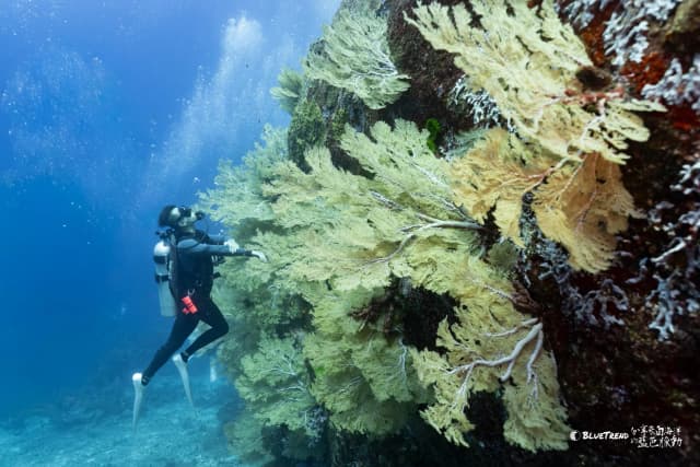 2026.12.24-29 Similan Christmas Charter Liveaboard