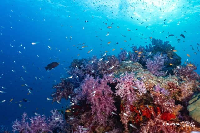 2026.12.24-29 Similan Christmas Charter Liveaboard