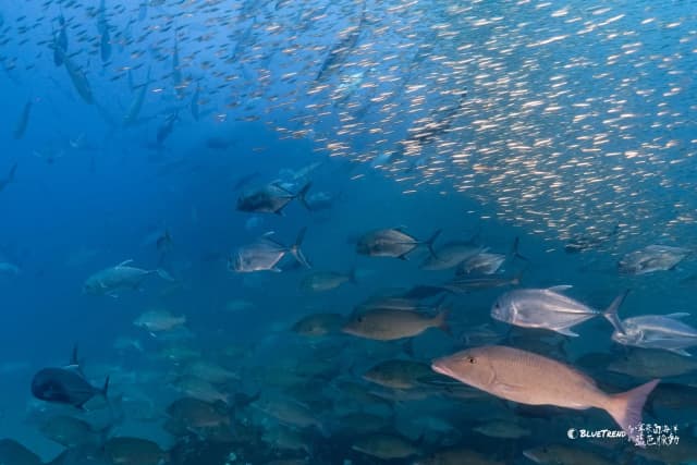 2026.12.24-29 Similan Christmas Charter Liveaboard
