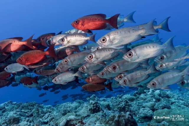 2026.11.23-28 Palau 6-Day 5-Night Dive Adventure
